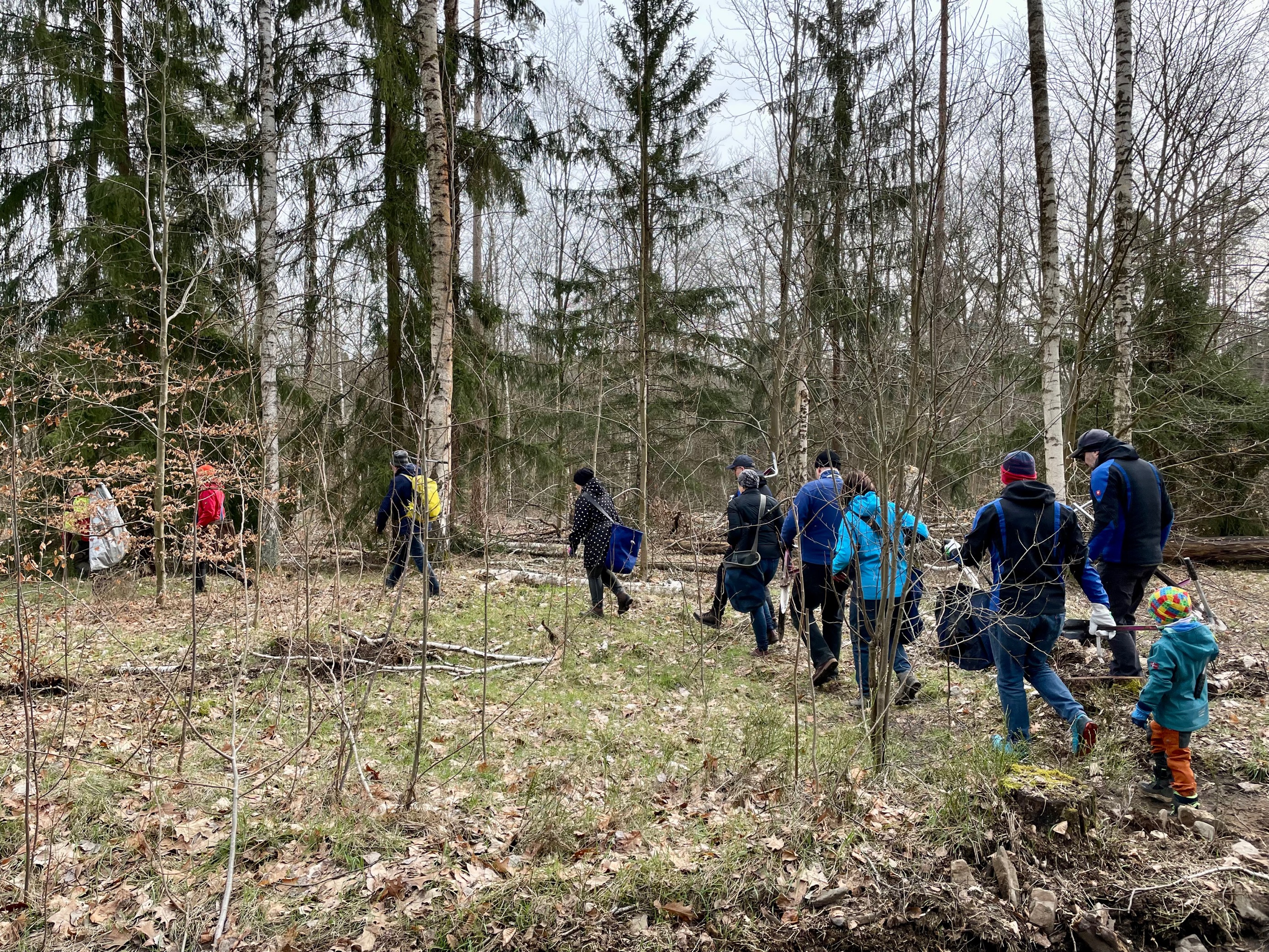 800 neue Bäume für Dresden